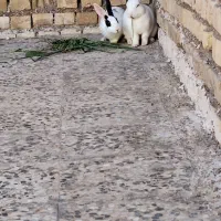 خرگوش