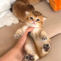 بچه گربه های بریتیش گلد و اسکاتیش گلد