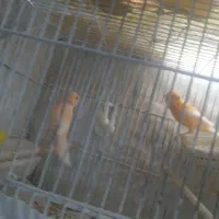 یه جفت قناری سوپری