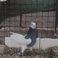 طوقی