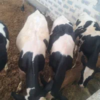 گوساله نر