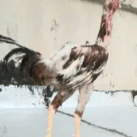 مرغ و خروس لاری از نسل عامر