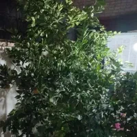 زمین فروشی/بالته