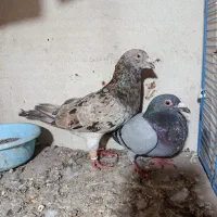 کفتر|پرنده|زاویه, |دیوار