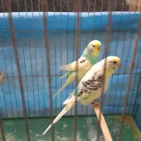 مرغ عشق