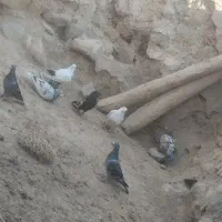 تعدادی کبوتر