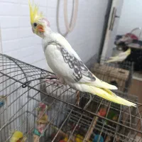 دو عدد جوجه تازه دونخور دوکت