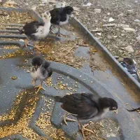 جوجه گلین  یماهه
