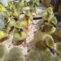جوجه غاز