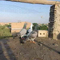 کبوتر