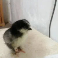 پرورش مرغ