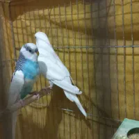 مرغ عشق|پرنده|اصفهان, کوی گلزار|دیوار