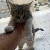واگذاری بچه گربه