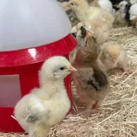 جوجه مرغ خروس برهما لایت گلد بلک