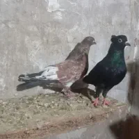 کفتر|پرنده|کارون, |دیوار