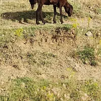 1عدد گوسفند فروشی