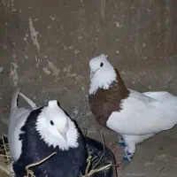 کبوتر پرشی