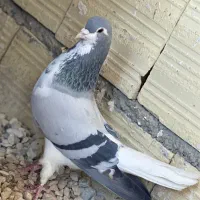 شهری|حیوانات|شیراز, کفترک|دیوار