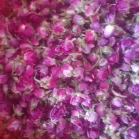 نیازمند  کارگر برای گل چینی