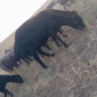 گوسفند قزل افشار
