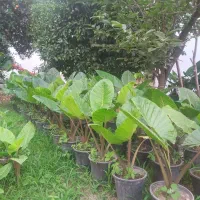 حراج گل و گیاه