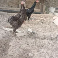 فروش فوری