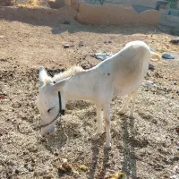 الاغ جوان