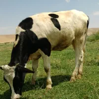 گوساله ماده
