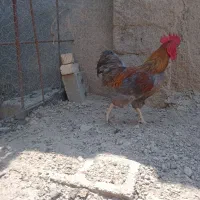 خروس محلی فیروزآباد