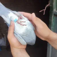 کفتر پلاکی