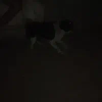 سگ نر