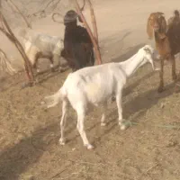 سه بز با نریگ