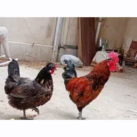 مرغ و خروس محلی