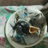 شاه جوجه ده روزه کرجی