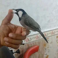 فنچ بلبلی