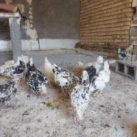 مرغ گلین خاکر جوان