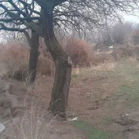 زمین سمت باغ انگور حسن اباد کلج