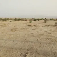 تعدادی بز و بزغاله گم شده