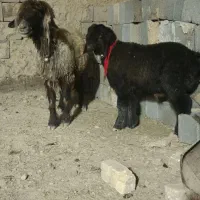 یک راس میش درجه یک با بره درجه یک تخمی