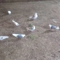 کبوتر