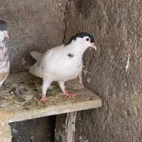 کفتر|پرنده|شیروان (خراسان), |دیوار