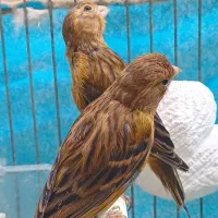 قناری سوخته سرخ و سبز