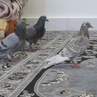 کبوتر‌‌پلاکی‌‌‌