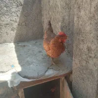 مرغ تخم گذار