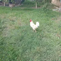 پارس آباد
