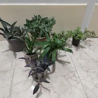 برگ بیدی،کراسولاعدسی،آگاو،قاشقی،موسی درگهواره