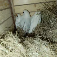 طوطی کوتوله برزیلی آلبینو