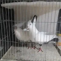 یک جفت دم سیاه