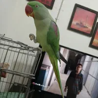 جوجه شاه طوطی یک ساله