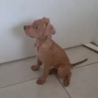 پیت بول ( Stanford shire american) سگ